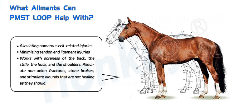 PMST Loop black/pemf horse therapy machine